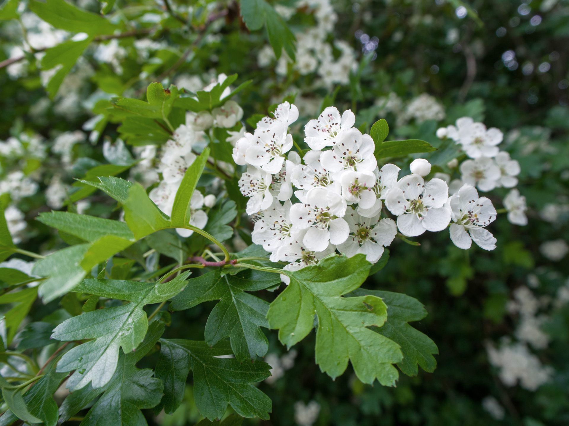 Haie de jardin: Gros plan sur les fleurs blanches et les feuilles vertes d’une haie d’aubépines