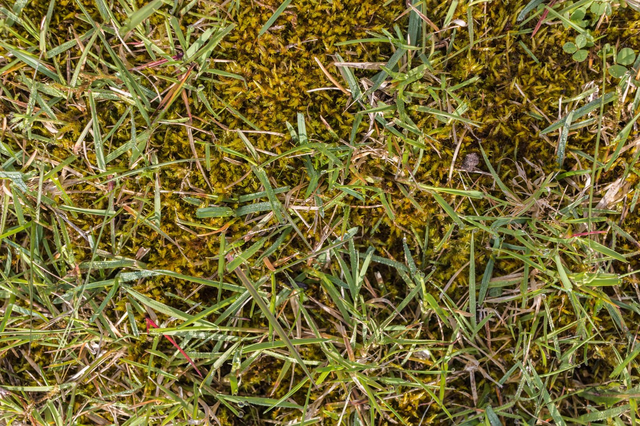 Gros plan d'infestation de mousse dans le gazon