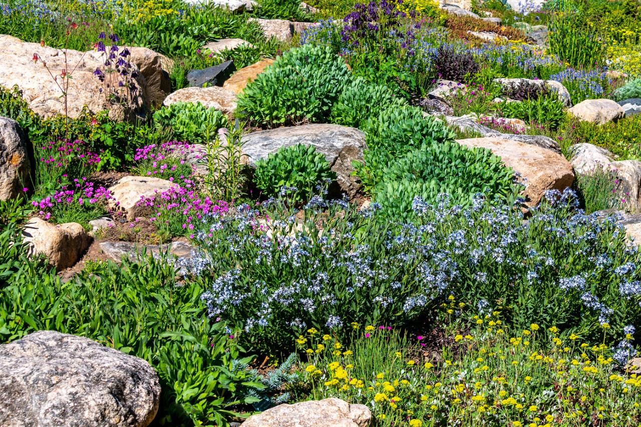 Jardin de pierre irrégulier avec fleurs sauvages et plantes