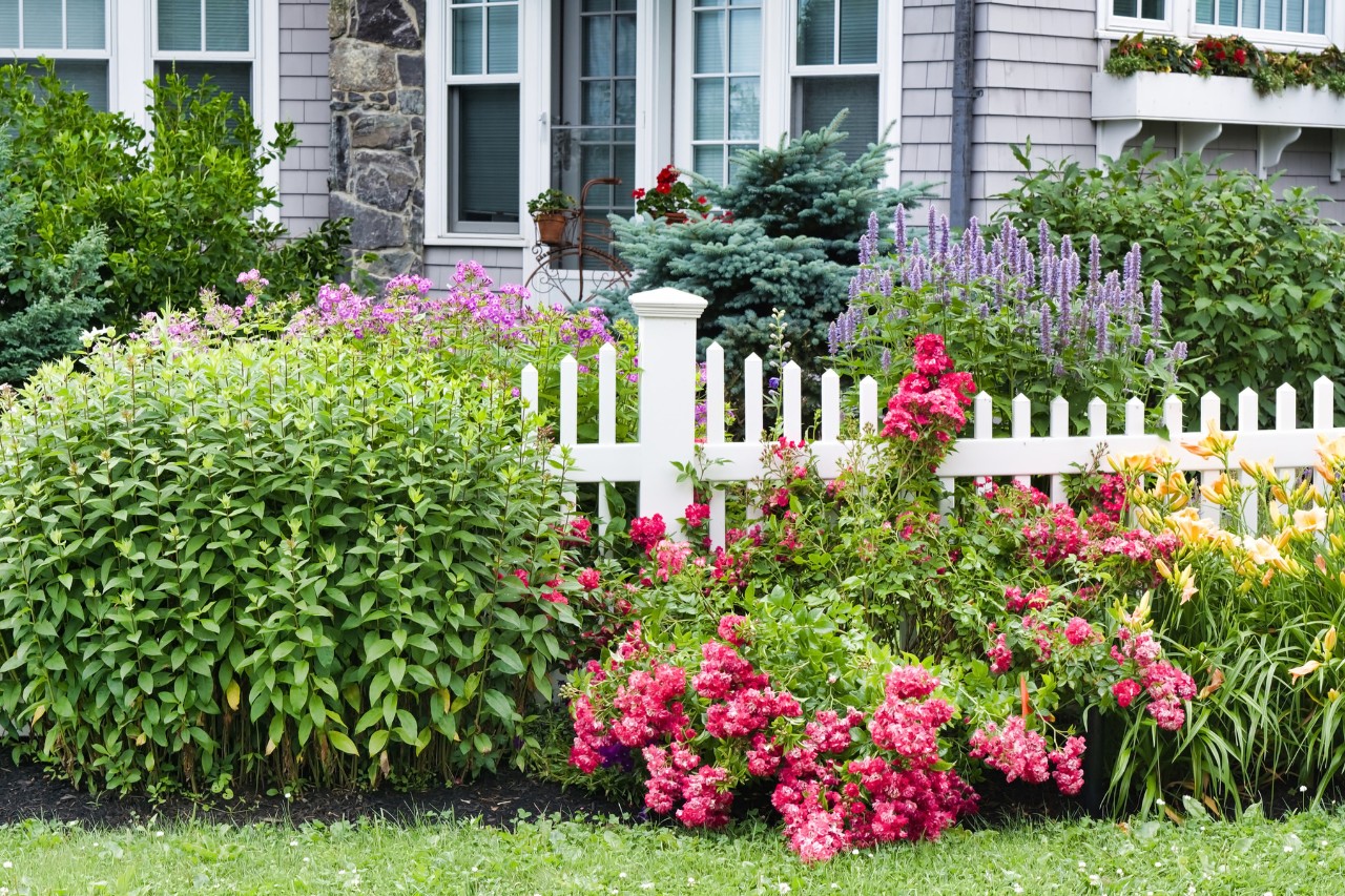 Jardin de façade romantique avec clôture blanche et roses