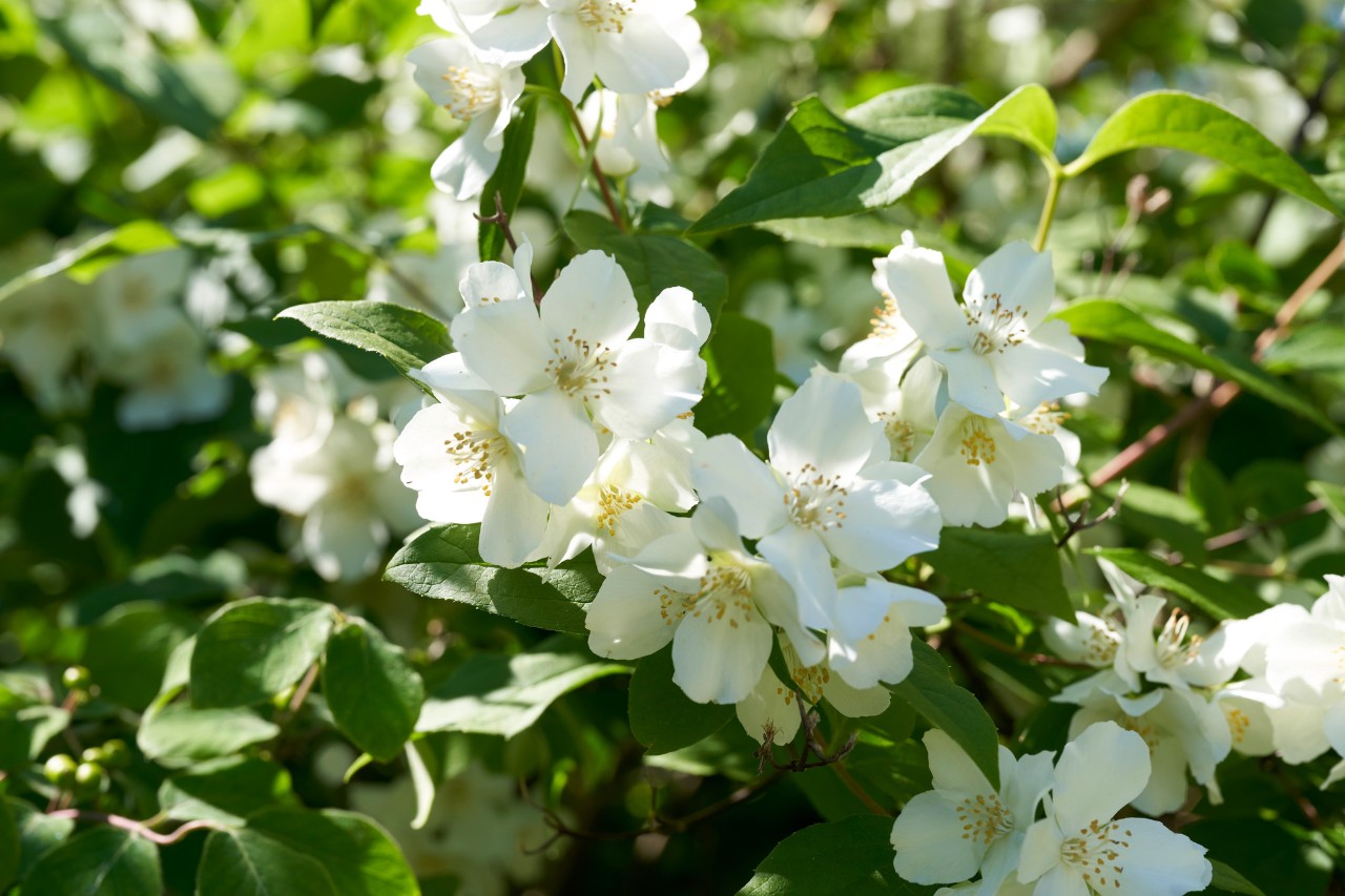 Seringa commun à fleurs blanches sur un terrain de jardin