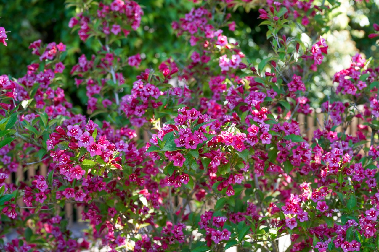 Weigélia à fleurs rouge rubis