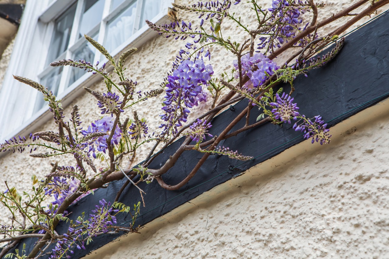 Glycine de Chine sur un mur de maison