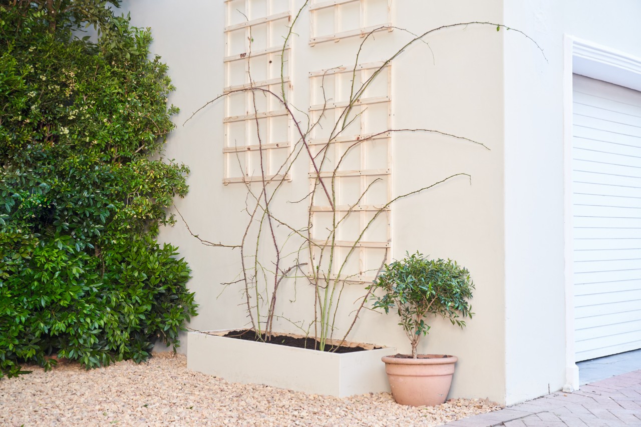 Des plantes grimpantes poussent sur un support devant une façade