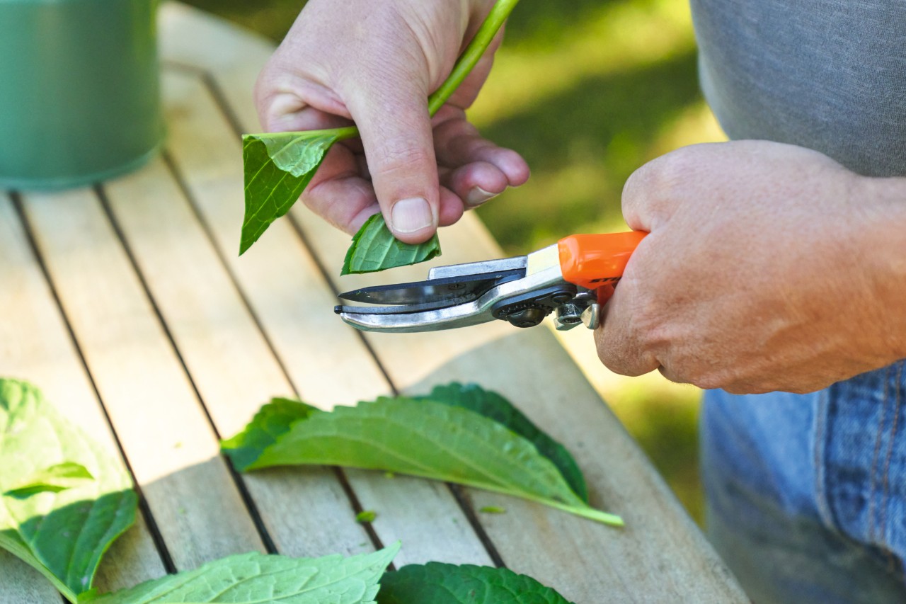 Gros plan sur une personne qui raccourcit les feuilles avec un sécateur STIHL lors du bouturage
