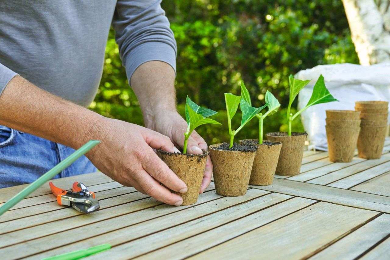 Une personne devant une table de jardin, qui tasse la terre dans un pot avec une bouture.