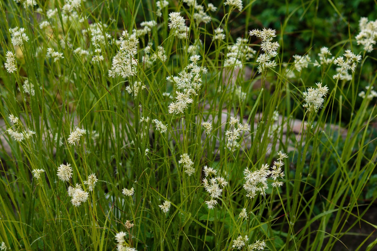 Graminée ornementale à feuillage persistant dans un jardin
