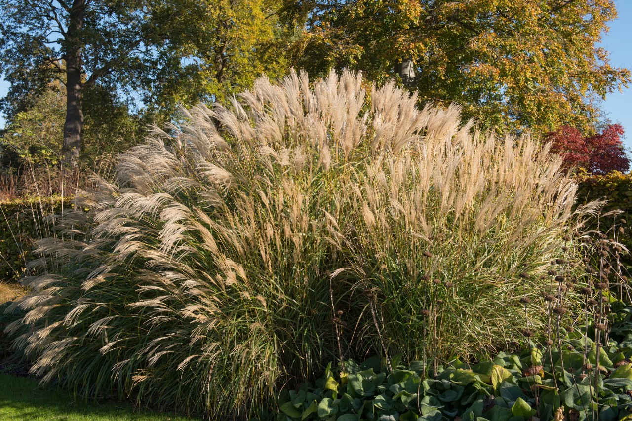 Roseau de Chine Miscanthus sinensis dans un jardin