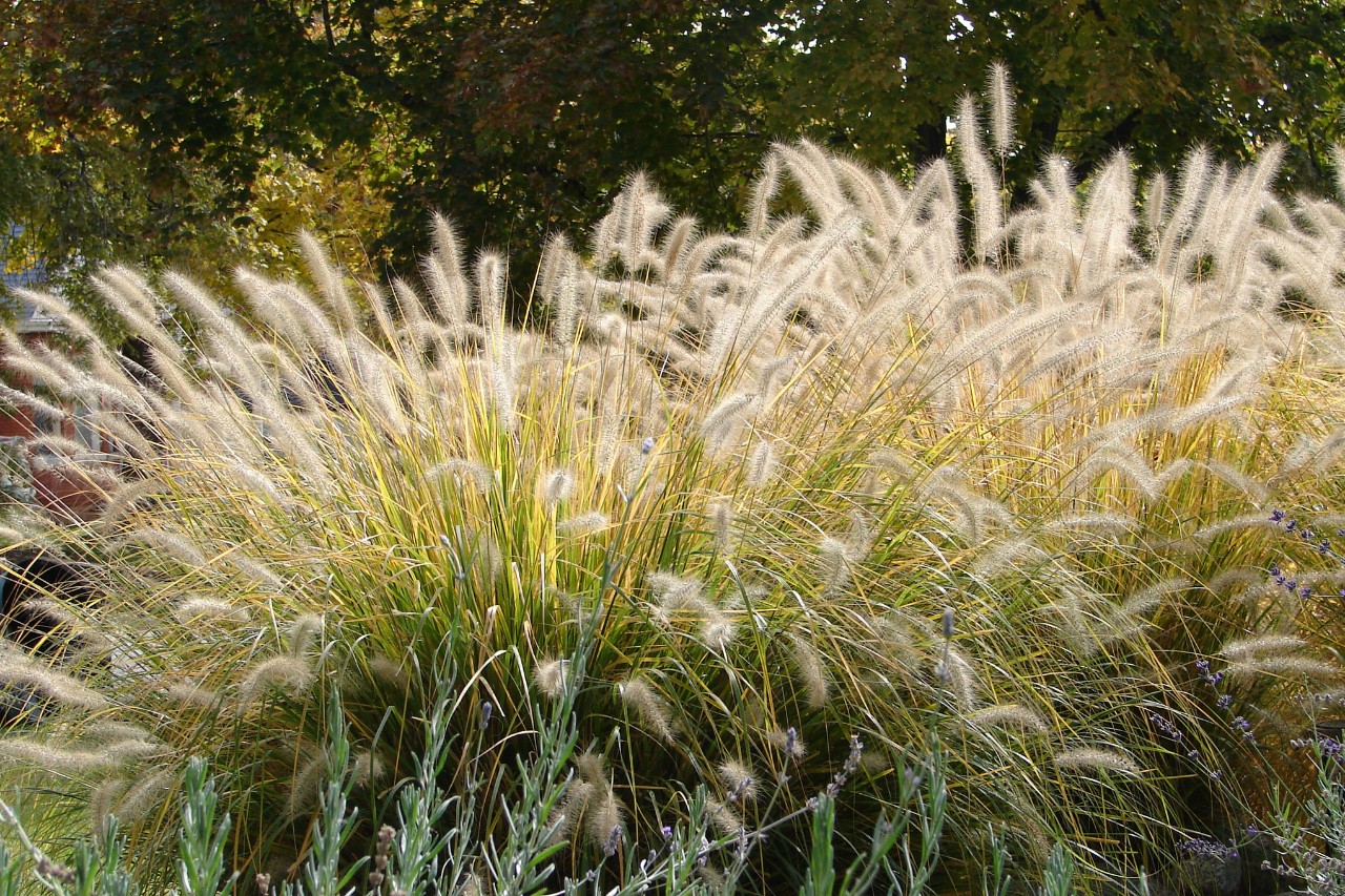 Herbe aux écouvillons, en arrière-plan des arbres à feuilles caduques
