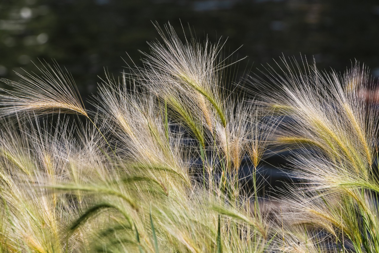 Herbe à plumes jaune et verte sur fond sombre