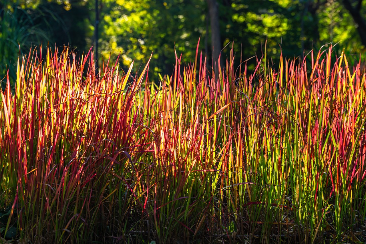 Herbe sanglante du Japon dans le soleil couchant