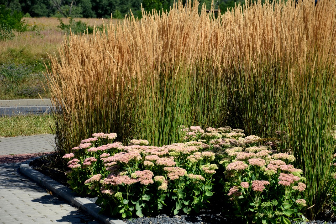 Calamagrostis sur gravier sombre le long d’un chemin pavé