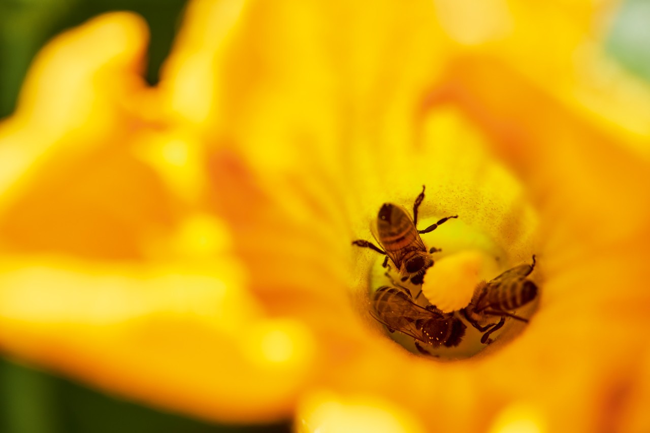 Fleurs mellifères : Trois abeilles à l’intérieur d’une fleur jaune