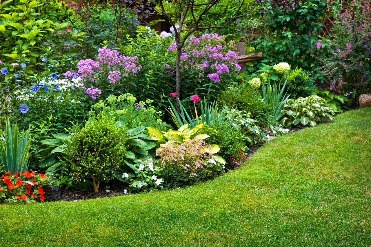Massif de plantes vivaces colorées dans un jardin