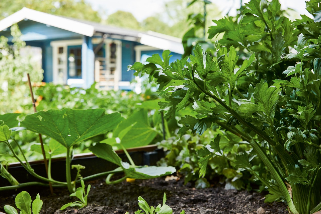 Des plantes aromatiques et des légumes dans un potager surélevé avec une maison de vacances bleue en arrière-plan