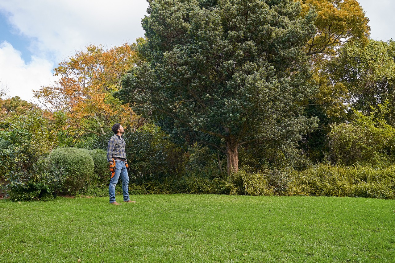 Un homme avec des gants de protection STIHL et une scie à branches regarde un arbre feuillu dans le jardin
