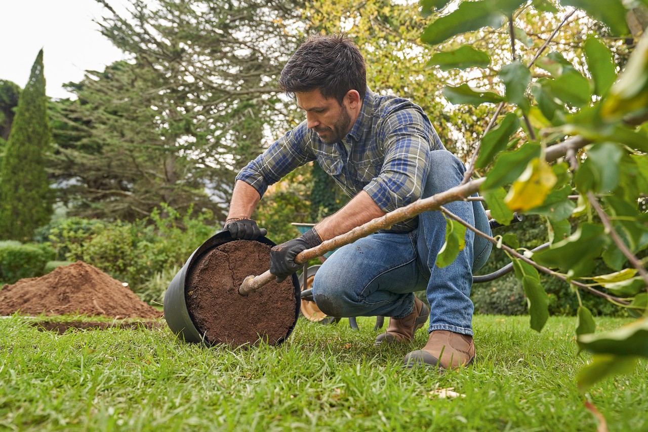 Un homme est agenouillé dans le jardin pour planter un arbre en conteneur