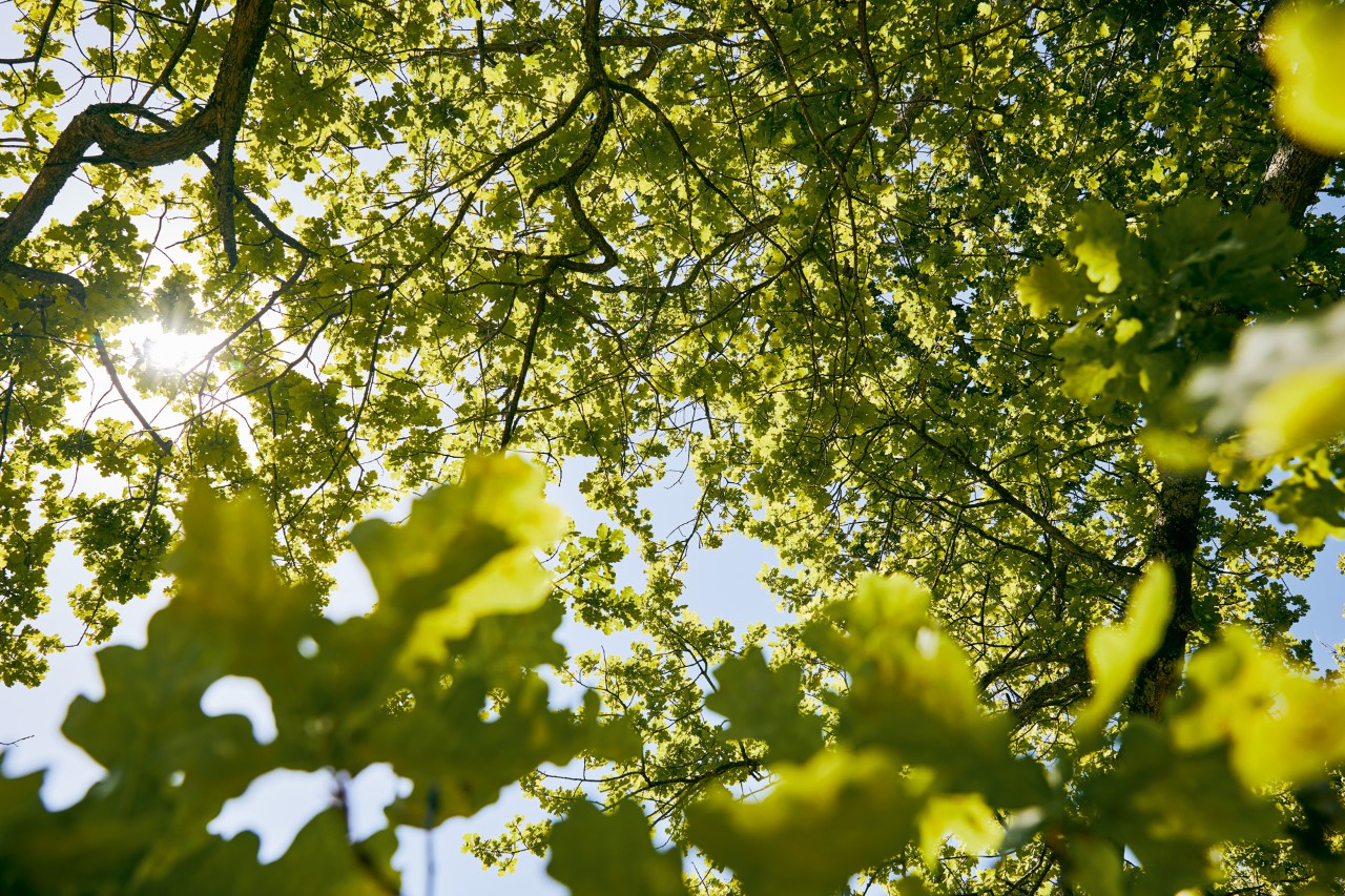 La lumière du soleil traverse la végétation verte dense d’un arbre