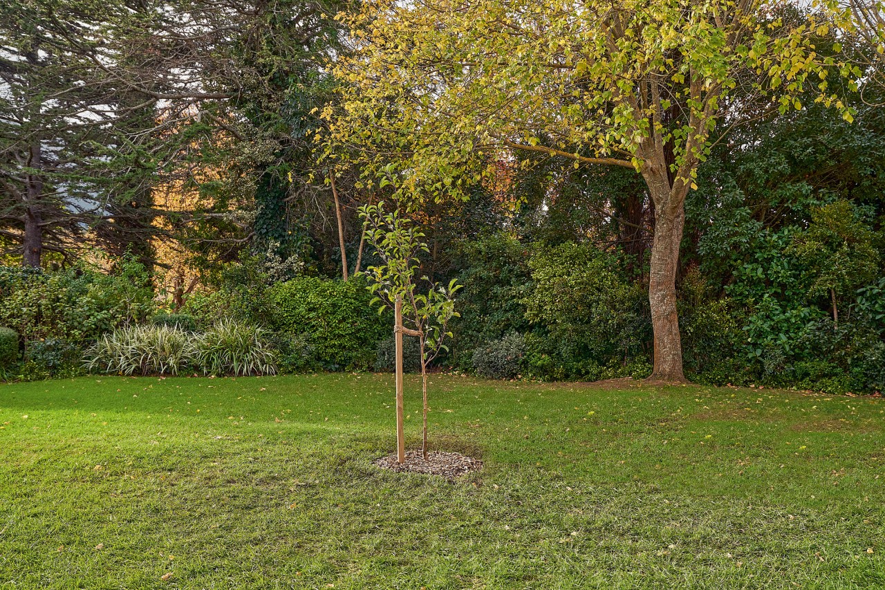 Un arbre feuillu planté avec un tuteur dans le jardin