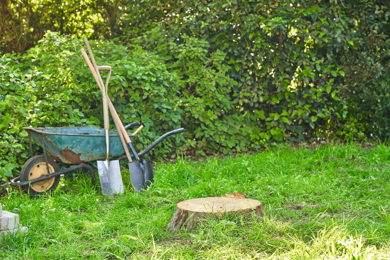 Une souche d’arbre sciée sur un terrain de jardin avec une brouette et une bêche en arrière-plan