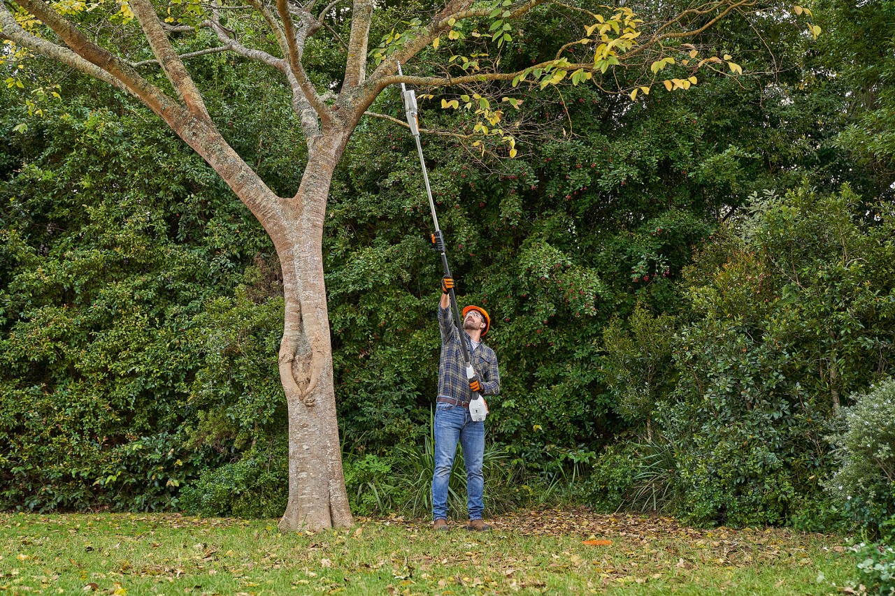 Un homme coupe une branche d’un arbre feuillu à l’aide de la perche élagueuse à batterie STIHL HTA 56.