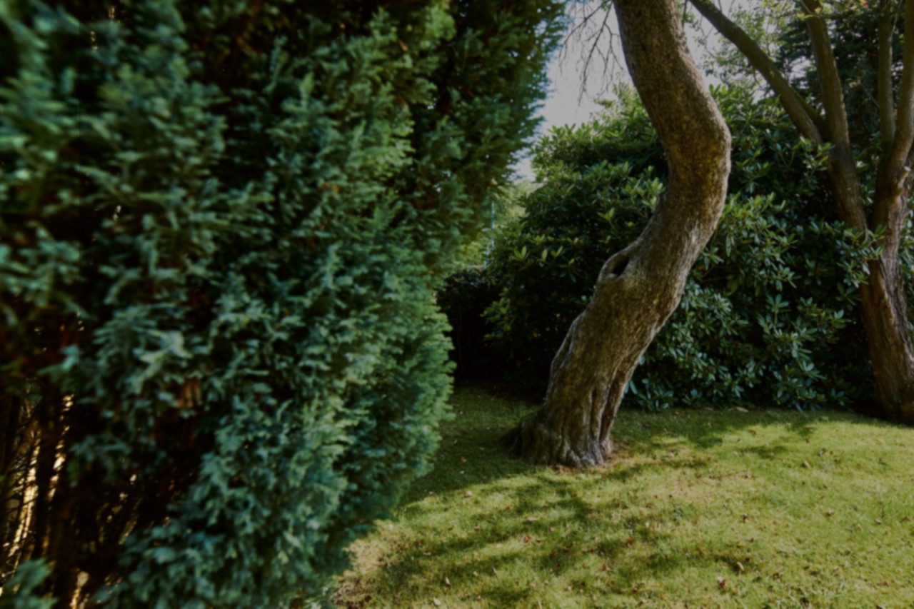 Gazon d'ombre