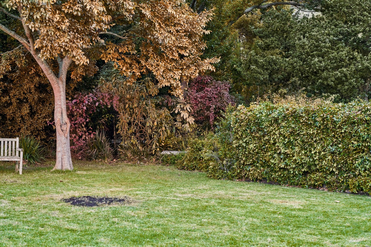 Jardin présentant un gazon malade avant les soins