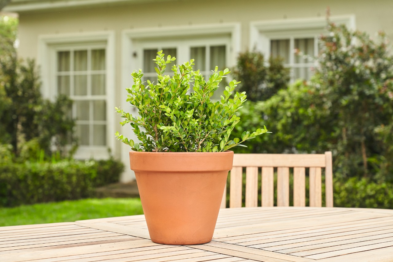 Buis en pot sur une table de jardin avant la taille