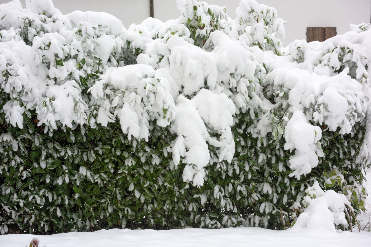 Un manteau neigeux dense appuie fortement sur les branches d’une haie