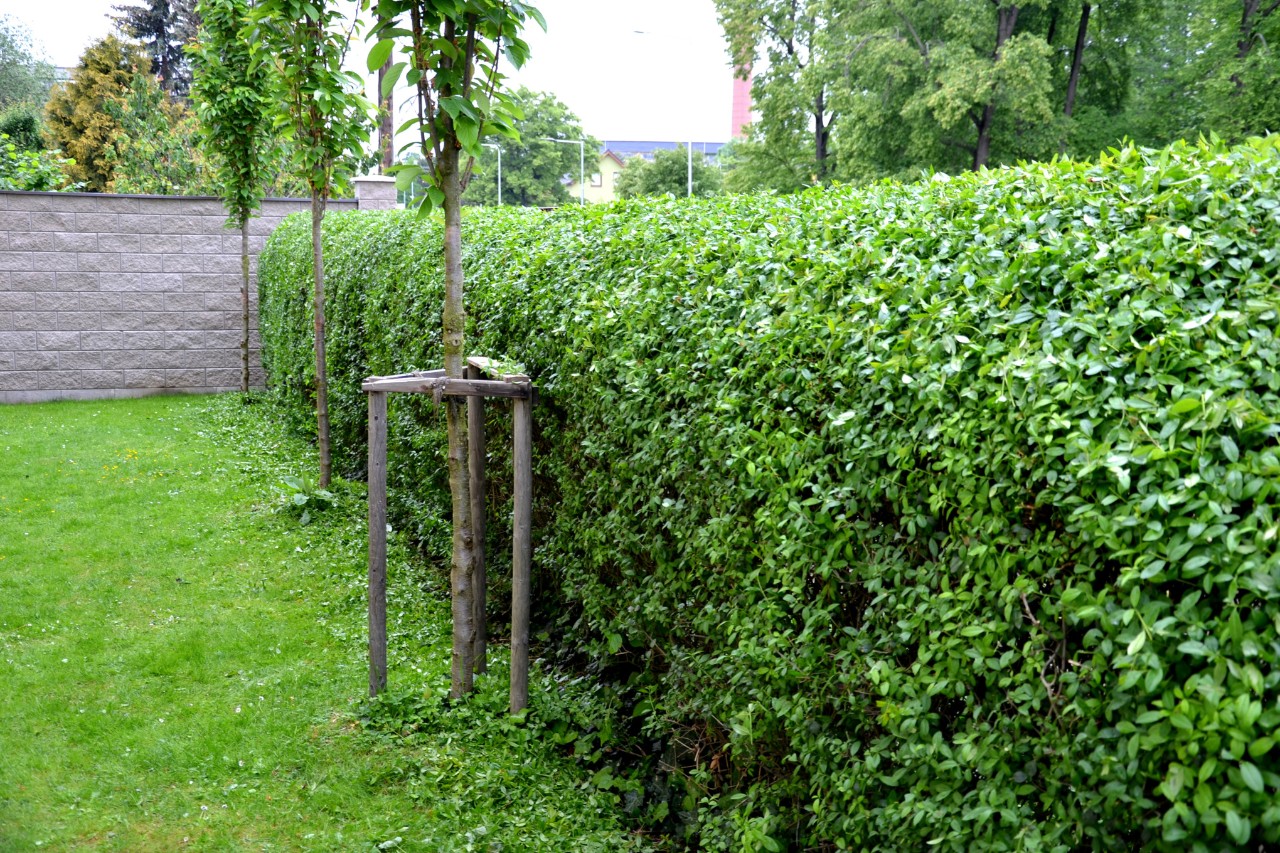 Troène commun en bordure de pelouse, devant de jeunes arbres