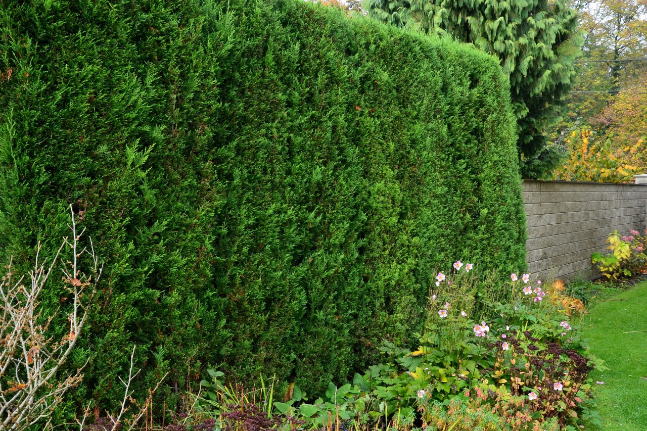 Faux cyprès le long d’un terrain, devant un arbre en fleurs
