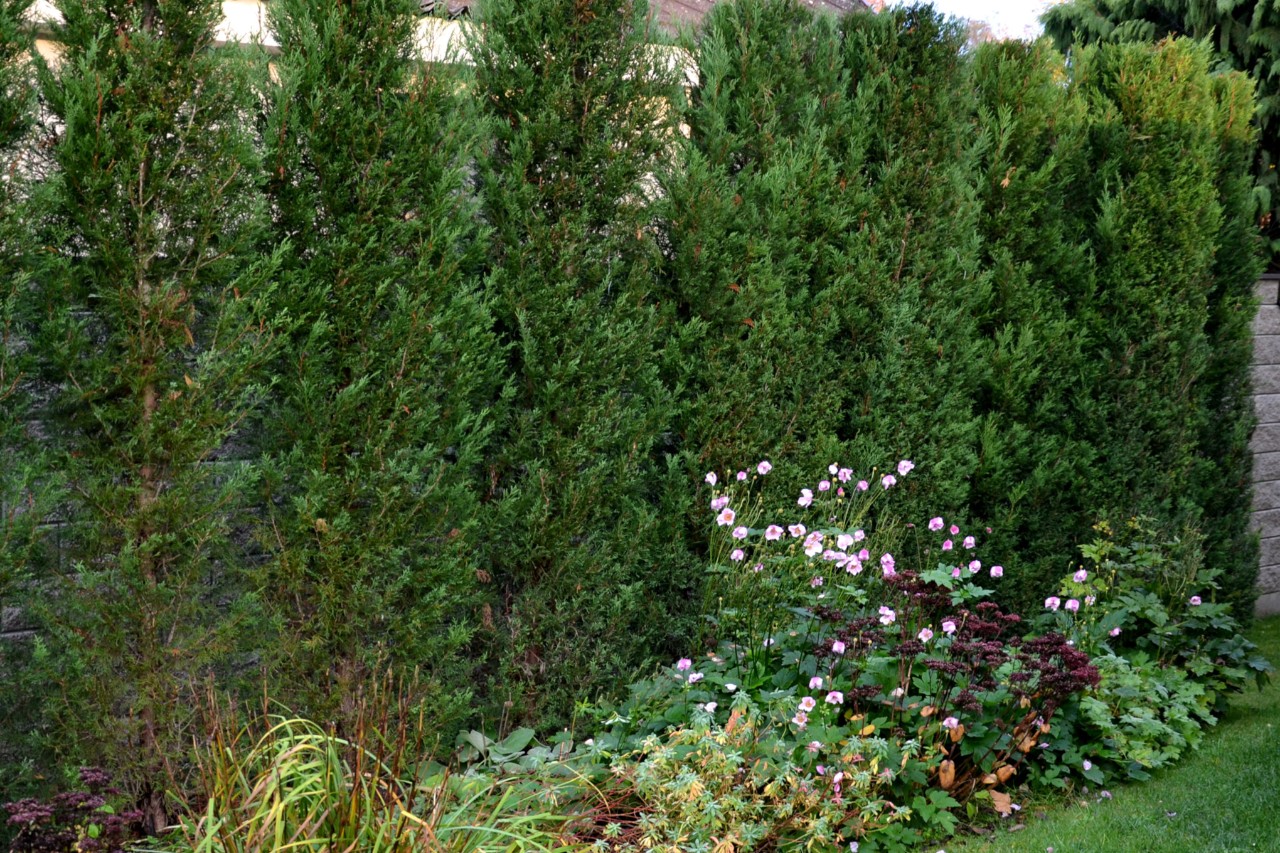Haie de cyprès dans un jardin