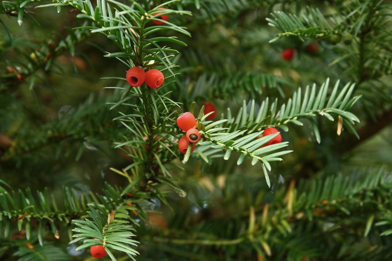 Gros plan sur une branche d’if avec des baies rouges