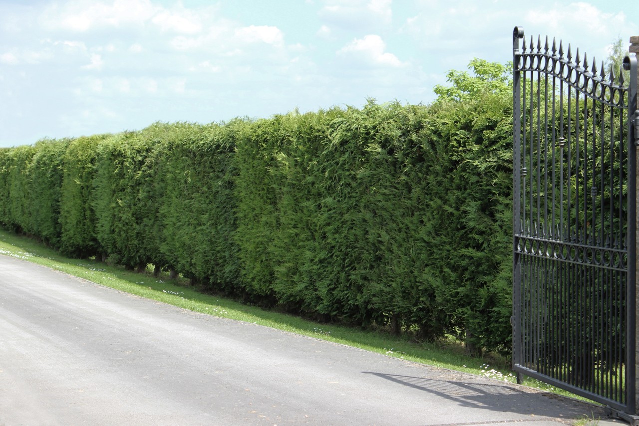 Haute haie de cyprès verts