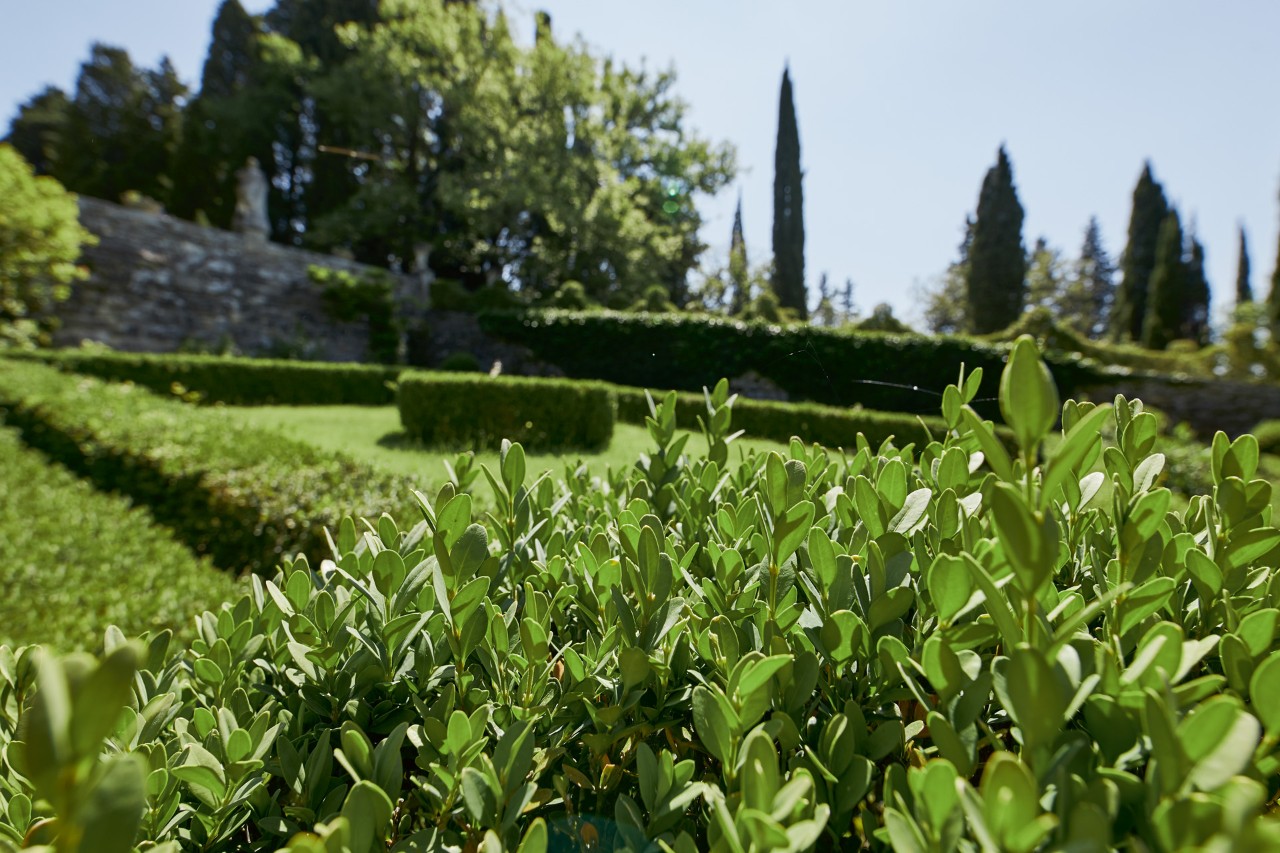 Gros plan sur les feuilles d’une haie, avec des espaces verts et d’autres haies basses en arrière-plan