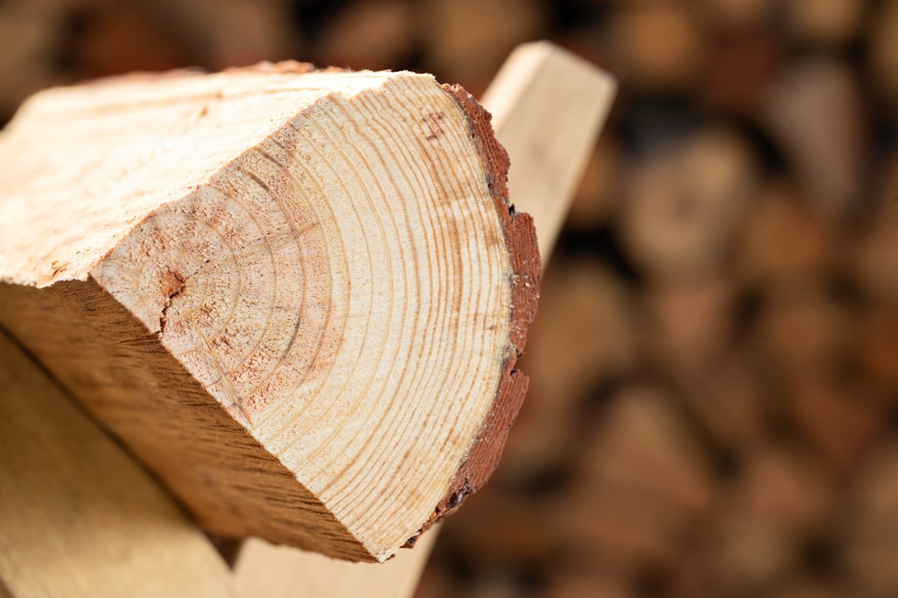Gros plan sur une pièce de bois de chauffage sur un chevalet de sciage
