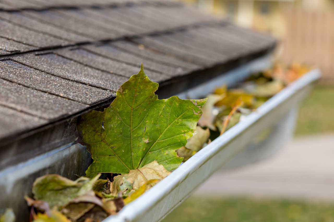Gros plan sur une gouttière bouchée avec des feuilles