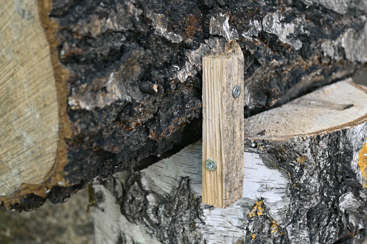 Section de baguette en bois pour fixer le morceau de tronc d’arbre