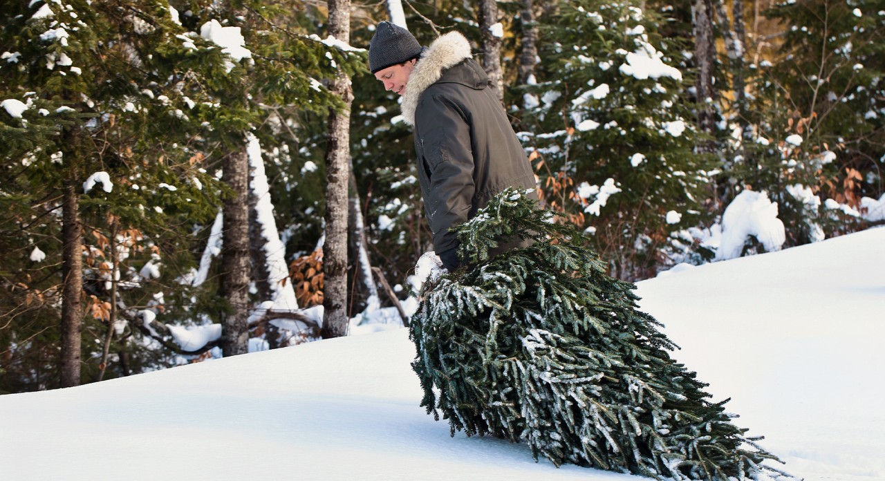 Un homme avec un bonnet et une veste d’hiver tire un sapin de Noël à travers une forêt enneigée