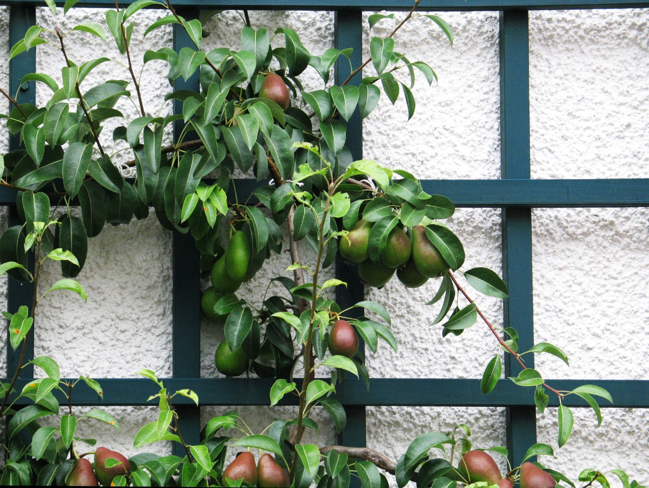 Branches avec poires devant un espalier vert foncé sur un mur clair