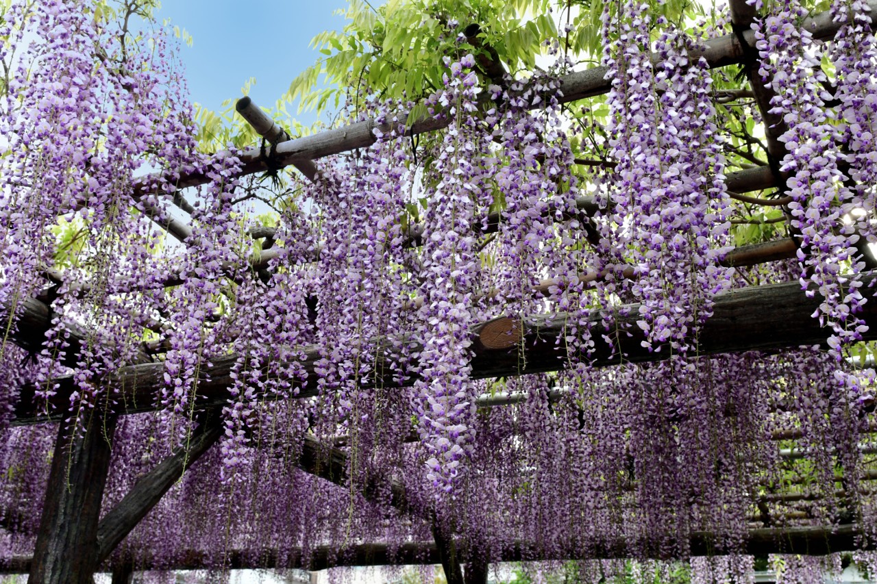 Pergola en treillage bois diy recouverte de glycine
