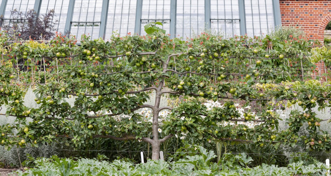 Pommier en espalier sur un support en câble métallique