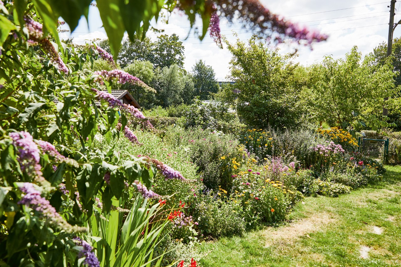 Un parterre de fleurs favorables aux abeilles avec du lilas violet au premier plan