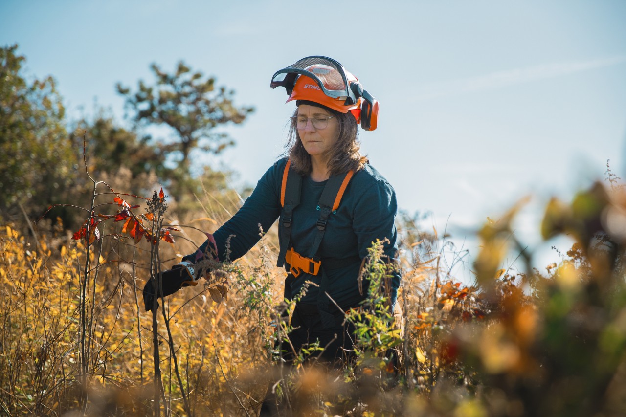 Employé du service de foresterie urbaine sur Governors Island avec des gants de travail et un casque de protection inspectant et contrôlant les buissons.