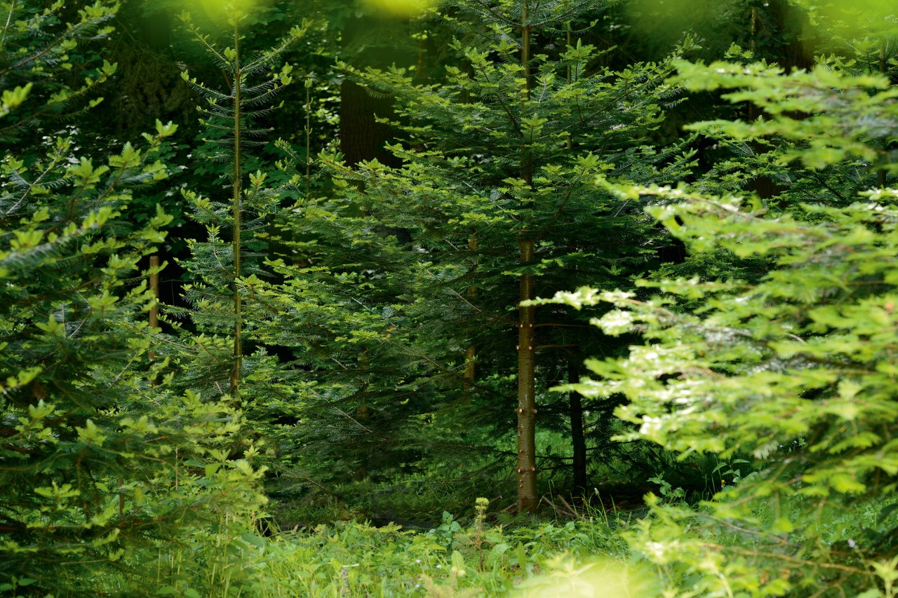 Des arbres dans une forêt